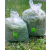 WYRWISUSZ SIANKO 1000g (1 pokos) WYRWISUSZ SIANKO 1000g (1 pokos)